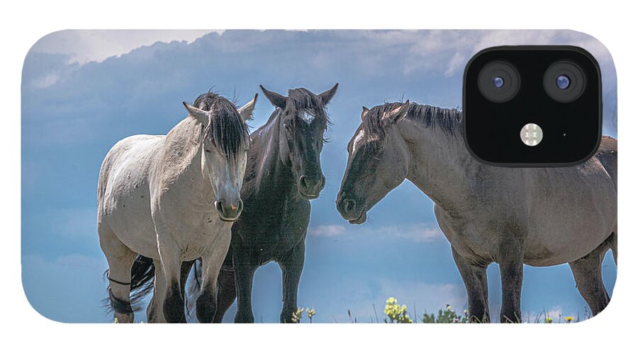 Pryor Mountain iPhone 12 Case featuring the photograph Wild Mustangs of Montana by Douglas Wielfaert