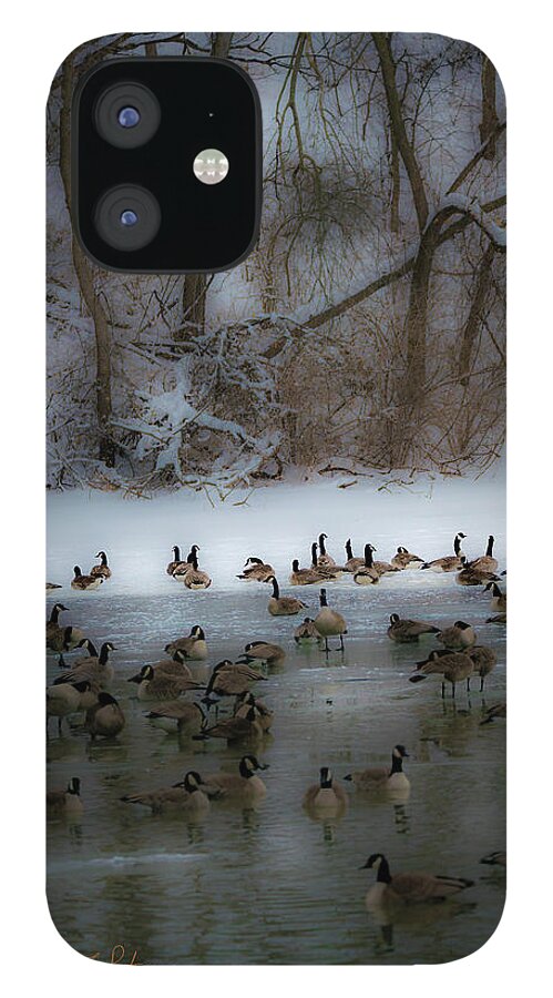 Heron Haven iPhone 12 Case featuring the photograph Winter Swim by Ed Peterson