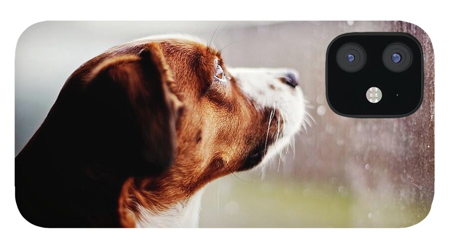 Pets iPhone 12 Case featuring the photograph Wistful Dog by Ashley Baxter, Girlwithacamera.co.uk
