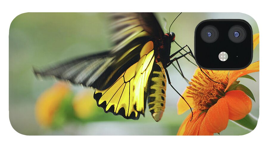 Orange Color iPhone 12 Case featuring the photograph Yellow Butterfly Flying by Dangdumrong