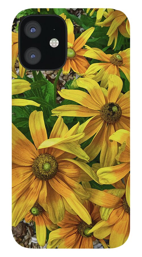 Flower iPhone 12 Case featuring the photograph Yellow in Bloom by Portia Olaughlin