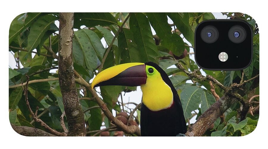 Toucan iPhone 12 Case featuring the photograph Yellow-throated Toucan by Patrick Nowotny