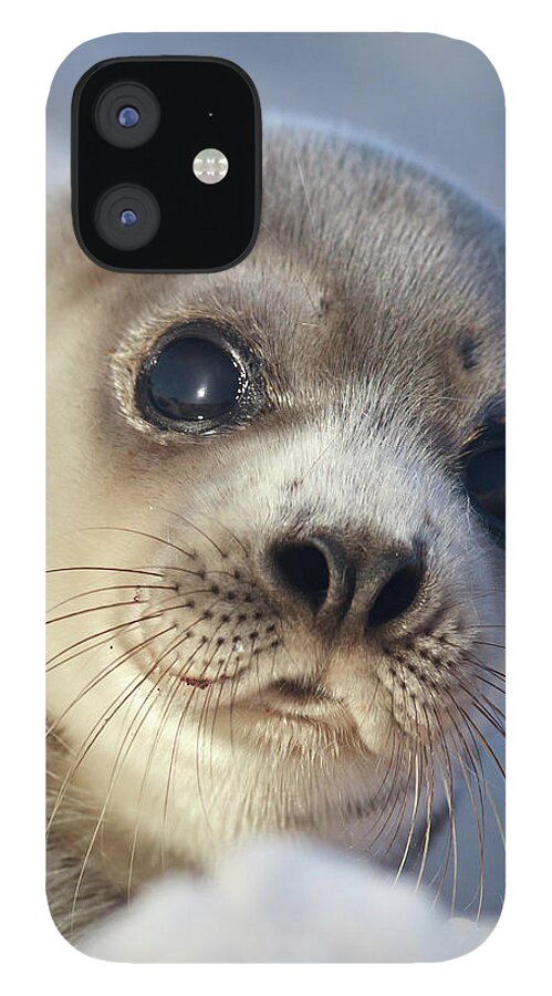 Snow iPhone 12 Case featuring the photograph Young Harp Seal by Stephen Desroches