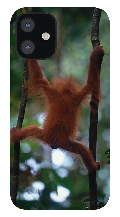 Southeast Asia iPhone 12 Case featuring the photograph Young Sumatran Orangutan Pongo Pongo by Art Wolfe
