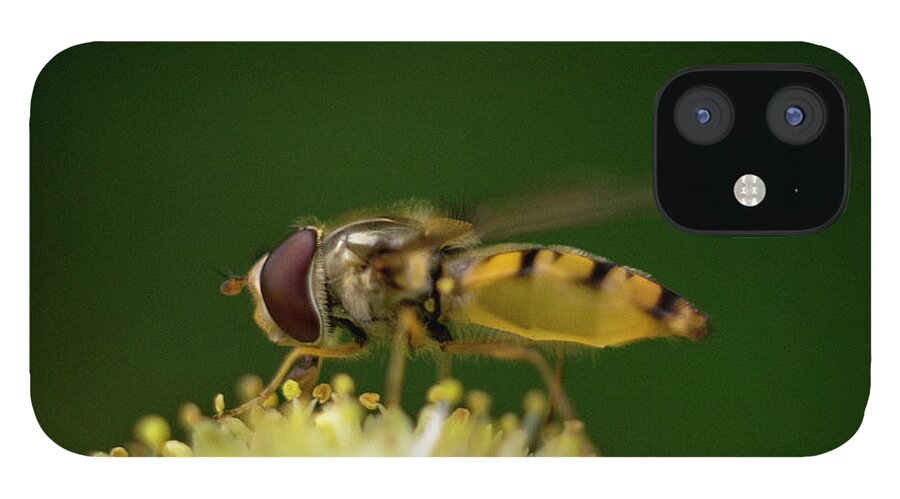 Nature iPhone 12 Case featuring the photograph A hoverfly enjoying flower nectar #2 by Maria Dimitrova