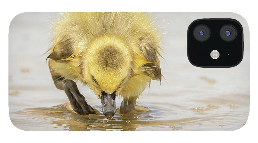 Gosling iPhone 12 Case featuring the photograph Beautiful gosling feeding #1 by Sam Rino