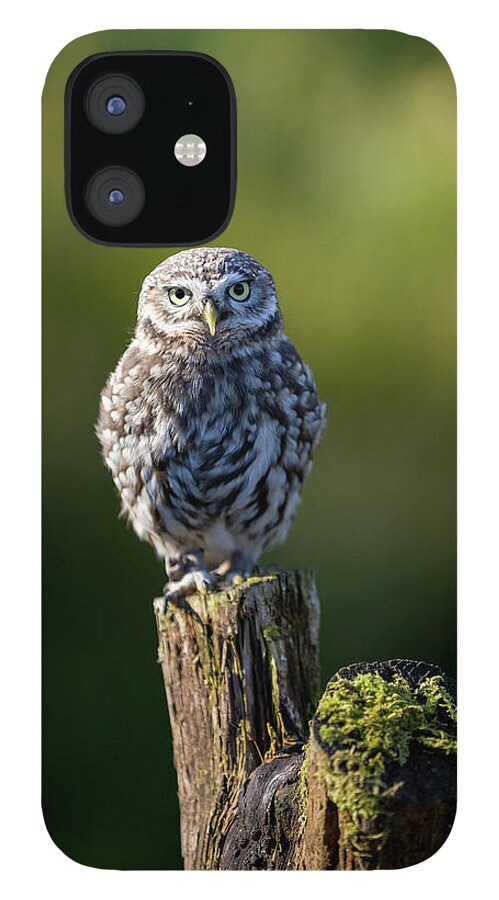 Little Owl iPhone 12 Case featuring the photograph Little Owl #1 by Anita Nicholson