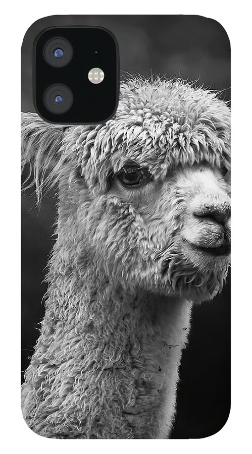 Llama iPhone 12 Case featuring the photograph Llama #1 by Andrew Dickman