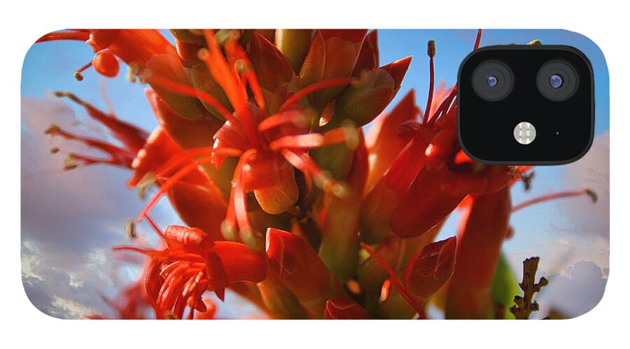 Ocotillo Bloom iPhone 12 Case featuring the photograph Ocotillo Bloom by Gene Taylor