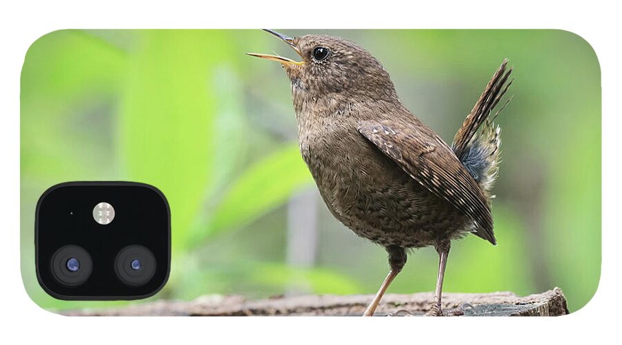 Wren iPhone 12 Case featuring the photograph Pacific-winter Wren #1 by Terry Dadswell