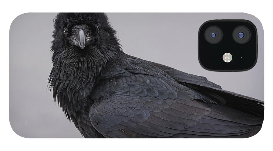 Raven iPhone 12 Case featuring the photograph Raven #1 by David Kirby