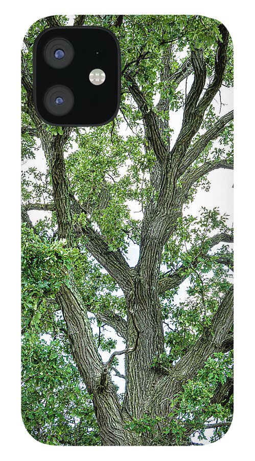 Tall Tree iPhone 12 Case featuring the photograph Tall Tree #1 by David Morehead