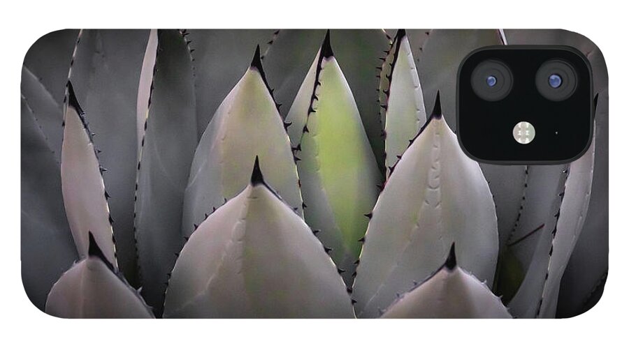 Cacti iPhone 12 Case featuring the photograph Agave parryi truncata #2 by Gary Geddes