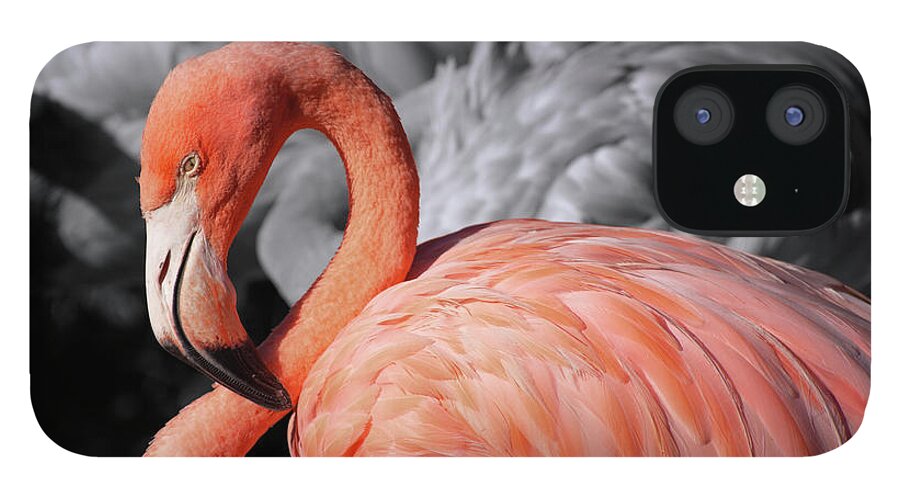 Flaming iPhone 12 Case featuring the photograph Flamingo #3 by Carolyn Hutchins