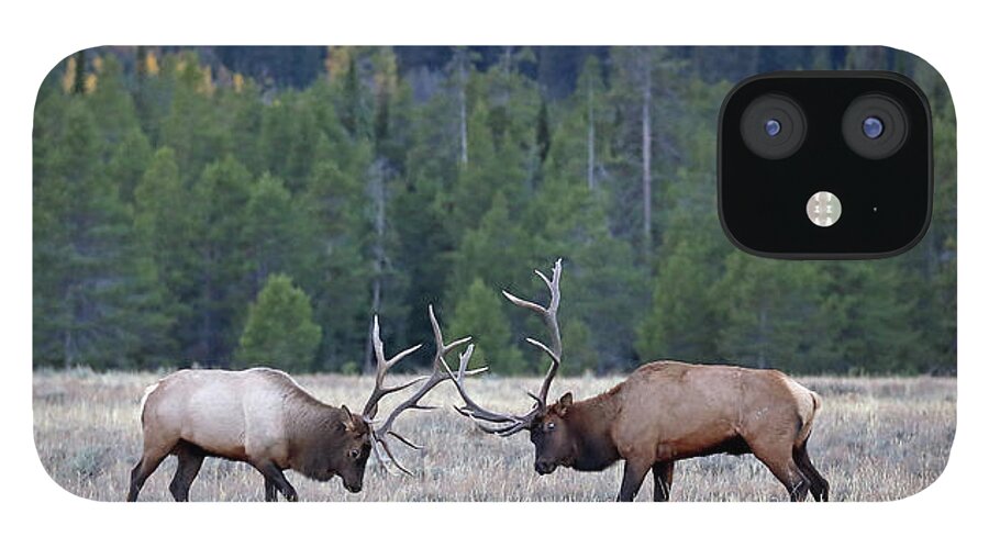 Elk iPhone 12 Case featuring the photograph 2020 Bull Elk Face Off by Jean Clark