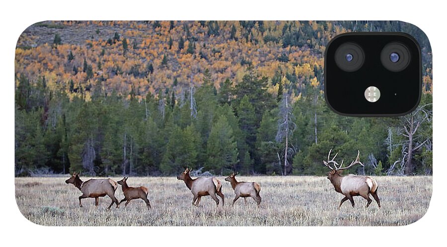 Elk iPhone 12 Case featuring the photograph 2020 Teton Elk by Jean Clark