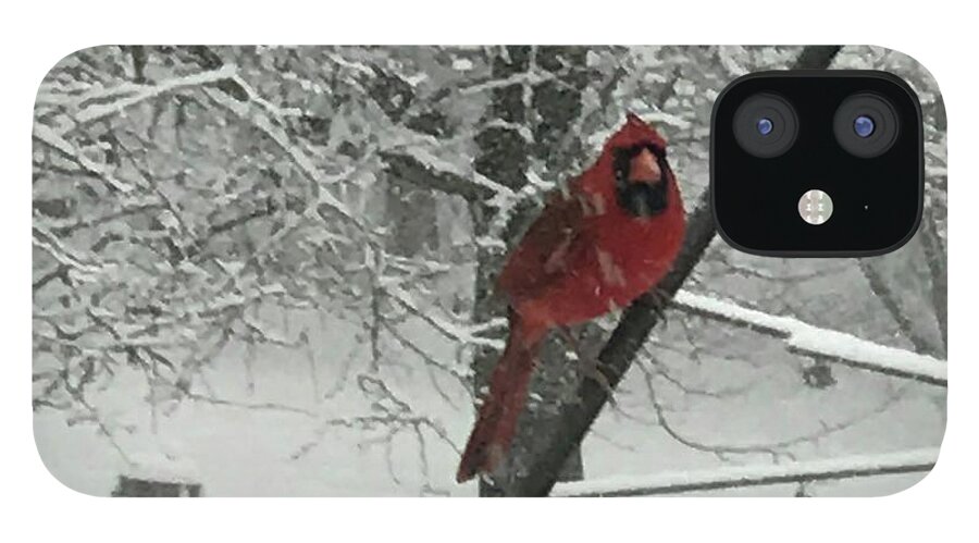 Cardinal iPhone 12 Case featuring the photograph A Natural Selectively Colored Image by Calvin Boyer