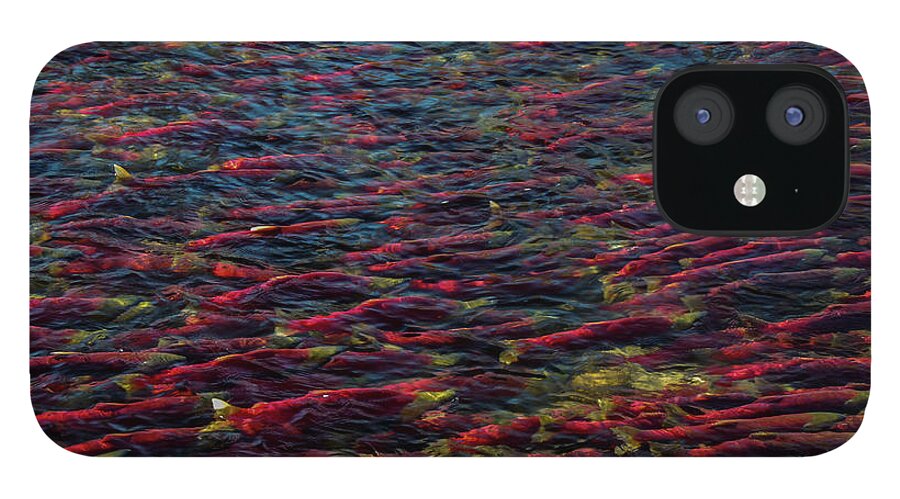 Animal iPhone 12 Case featuring the photograph Adams River Sockeye Run by Nancy Gleason