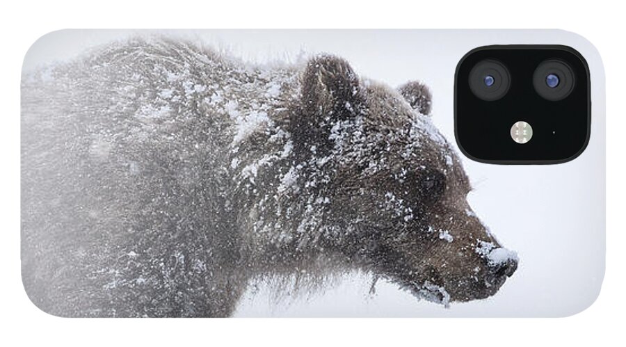 Snow iPhone 12 Case featuring the photograph Alaska - grizzly bear in Denali national park by Olivier Parent