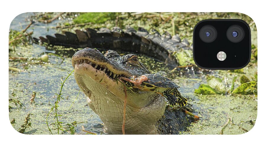 Alligator iPhone 12 Case featuring the photograph Alligator Eating Turtle by Carolyn Hutchins