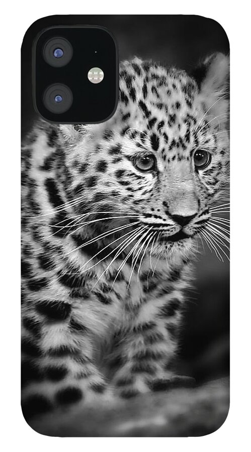 Amur iPhone 12 Case featuring the photograph Amur Leopard Cub - B/W by Chris Boulton