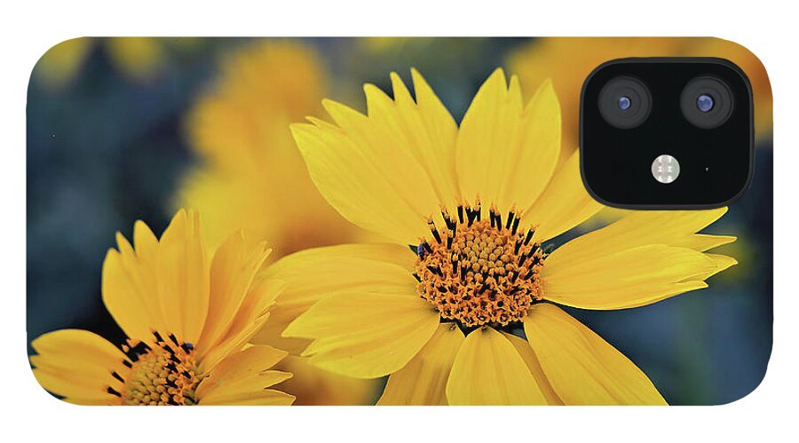Arnica iPhone 12 Case featuring the photograph Arnica Flowers by Bob Falcone