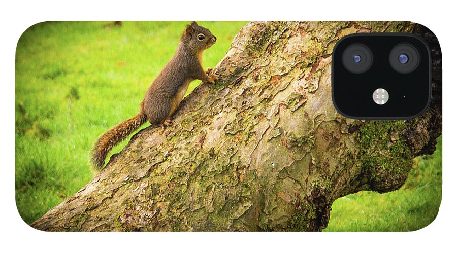 Baby iPhone 12 Case featuring the photograph Baby Squirrel Exploring by James Cousineau