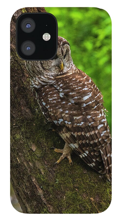 Great Smoky Mountains National Park iPhone 12 Case featuring the photograph Barred Owl 2 by Melissa Southern