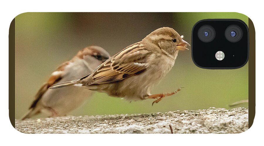 Wildlife iPhone 12 Case featuring the photograph Bird Hop by William Bretton