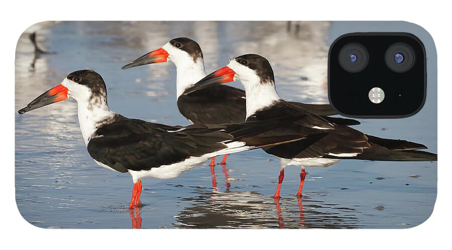 Black Skimmer iPhone 12 Case featuring the photograph Black Skimmer Birds by Chris Scroggins