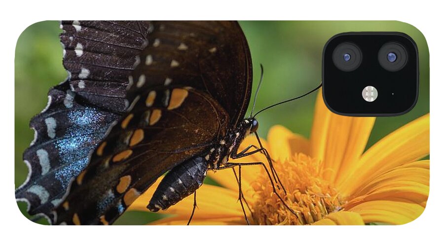 Black Swallowtail iPhone 12 Case featuring the photograph Black Swallowtail Drinking by Liza Eckardt