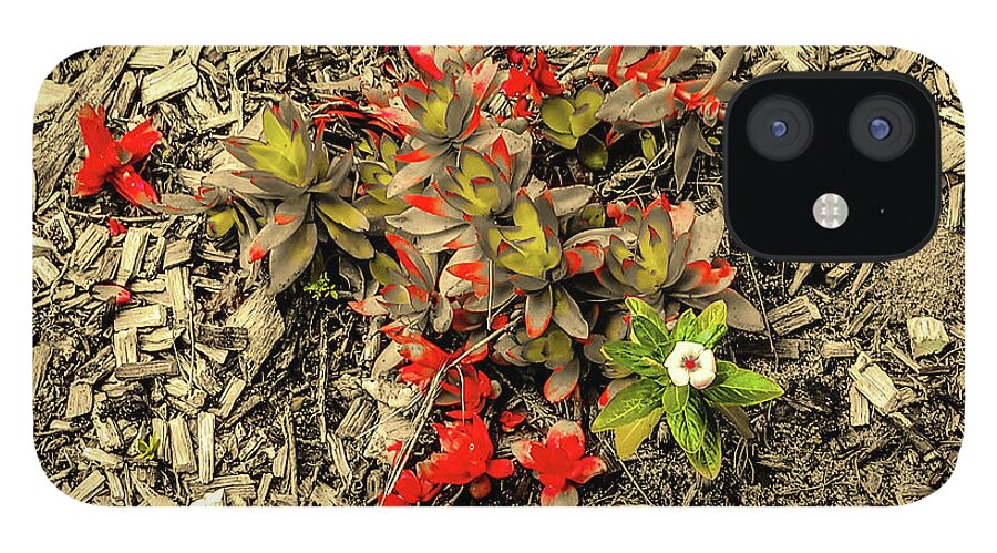 Summer iPhone 12 Case featuring the mixed media Blooms in the Dust by Asok Mukhopadhyay