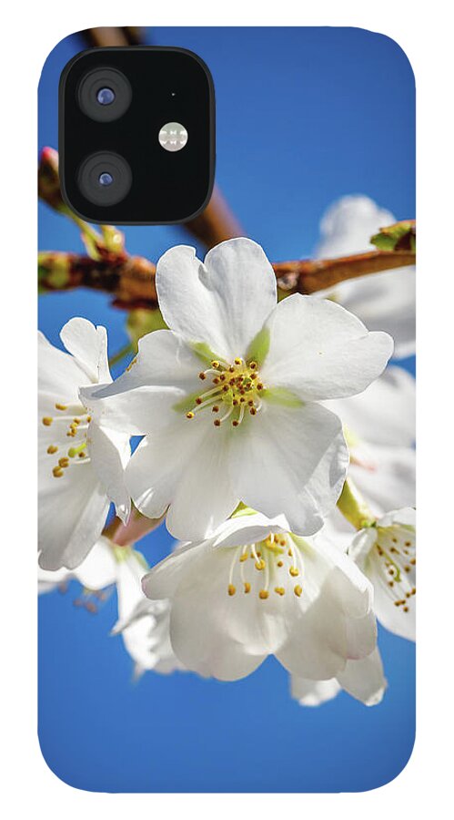Cherry iPhone 12 Case featuring the photograph Blossoms by David Beechum