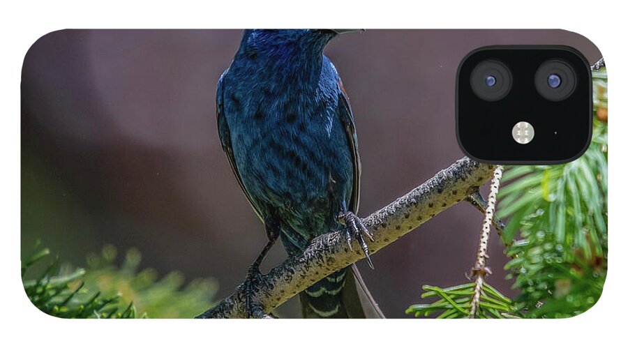 Bird iPhone 12 Case featuring the photograph Blue Grosbeak by Cathy Kovarik