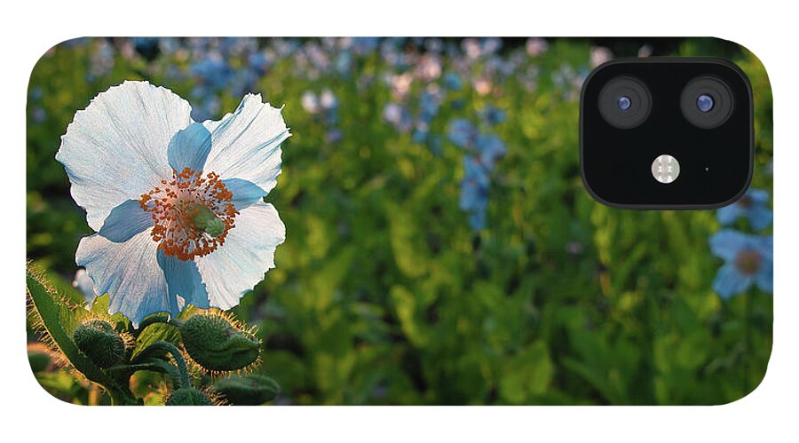 Blue Poppy iPhone 12 Case featuring the photograph Blue Poppy in Poppy Field by Louise Tanguay