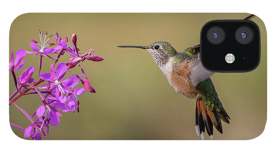 Hummingbird iPhone 12 Case featuring the photograph Broad-tailed Hummingbird and Fireweed by Tony Hake