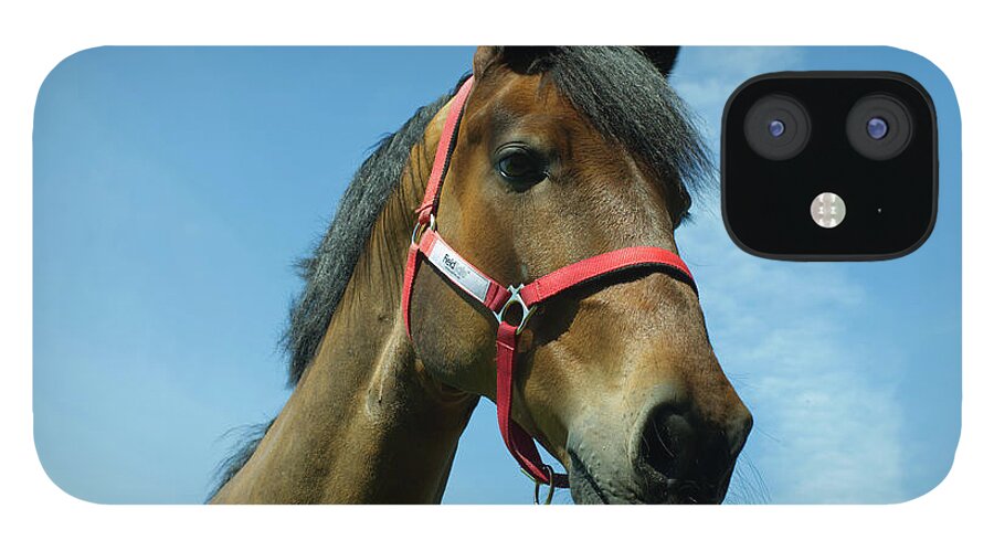 Colt iPhone 12 Case featuring the photograph Brown horse by Pics By Tony