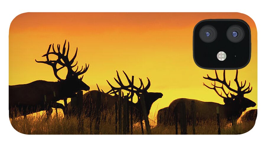 Elk iPhone 12 Case featuring the photograph Bull Elk Jumping Fence At Sunrise by Gary Beeler