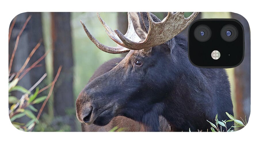 Bull iPhone 12 Case featuring the photograph Bull Moose in Early Morning by Jean Clark