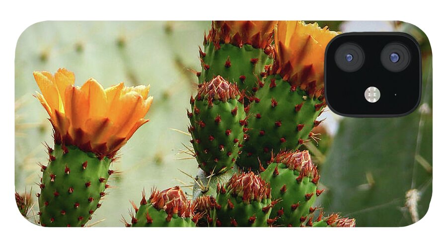 Orange Paddle Cacti Blooms On The Central Coast Of California iPhone 12 Case featuring the photograph Cacti Blooms by Perry Hoffman