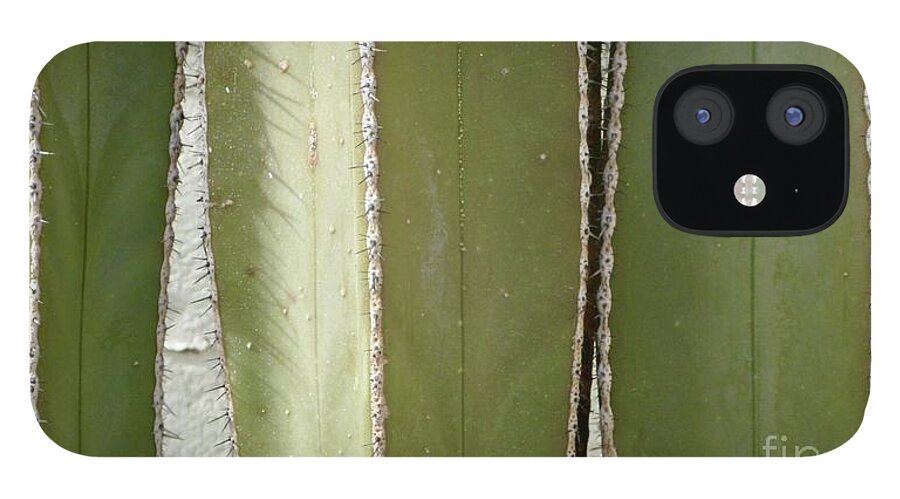 Cactus iPhone 12 Case featuring the photograph Cactus Series 1-1 by J Doyne Miller