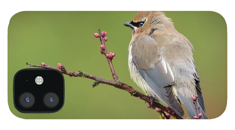 Cedar Waxwing iPhone 12 Case featuring the photograph Cedar Waxwing Perched on a Twig with Flower Buds by Nancy Gleason