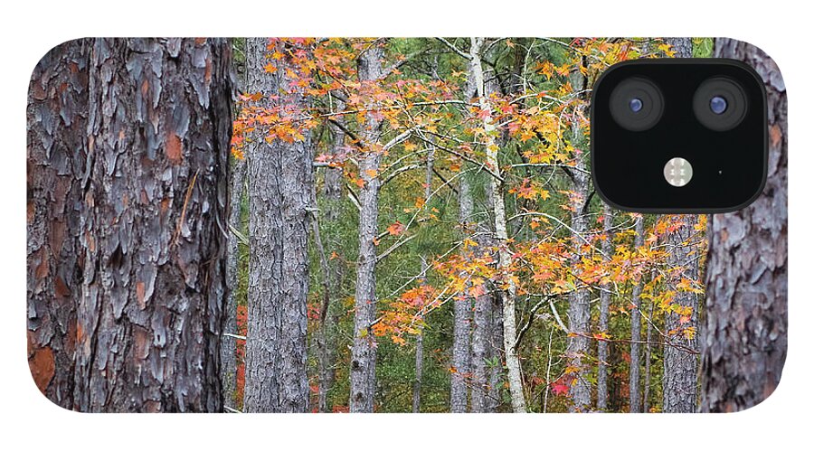 Fall iPhone 12 Case featuring the photograph Colorful Birch Tree Among the Pines of the Croatan Forest by Bob Decker