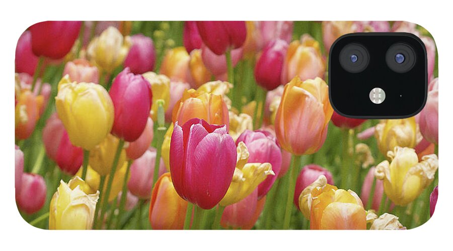 Colorful Tulips iPhone 12 Case featuring the photograph Colorful tulips by David Morehead