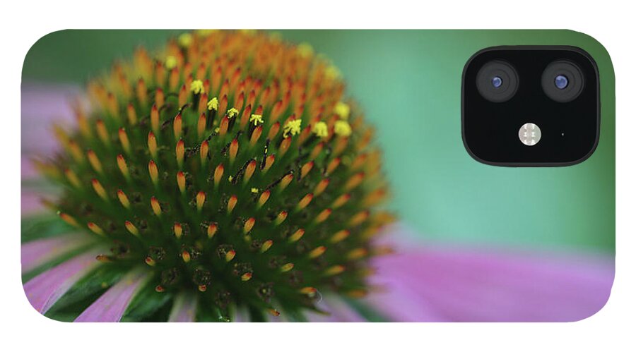 Coneflower; Echinacea; Flower; Blossom; Flower; Flowers; Petals; Close-up; Macro; Purple; Green; Violet; Dreamy; Horizontal; Garden; Spring iPhone 12 Case featuring the photograph Coneflower Dream by Tina Uihlein