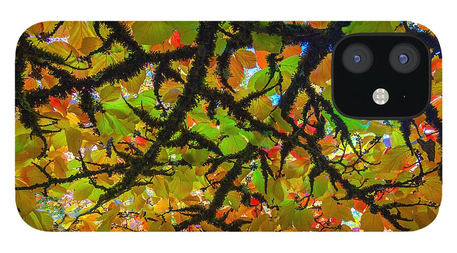 Fall iPhone 12 Case featuring the photograph Cover of Fall by Ryan Workman Photography