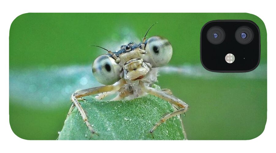  iPhone 12 Case featuring the photograph Damselfly Small Print by Lorella Schoales