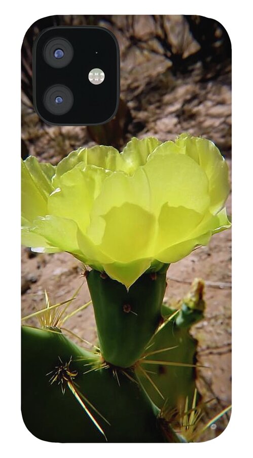 American Southwest iPhone 12 Case featuring the photograph Desert Bloom by Judy Kennedy