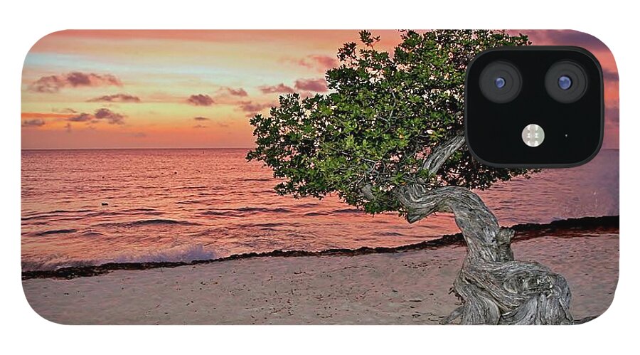 Aruba iPhone 12 Case featuring the photograph Divi Divi Aruba by DJ Florek