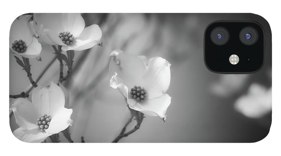 Black And White Photography iPhone 12 Case featuring the photograph Dogwood in Black and White by Steph Gabler